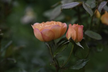 Yaz bahçesinde portakal çiçeği. David Austin 'in İngiliz Gülü Emma Hamilton.
