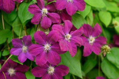 Bahar bahçesinde mor klematis çiçeği. Leylak klemati çalısı. İlkbaharda açan pembe klematis çiçeği, yaz bahçesi.