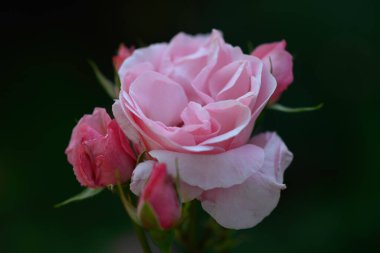 Baharda ya da yaz süs bahçesinde pembe güller. Dekoratif bahçe. İlkbahar parkında kırmızı çiçek.