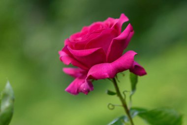 Baharda ya da yaz süs bahçesinde mor güllerden oluşan bir çalılık. Güllerin çeşitliliği 