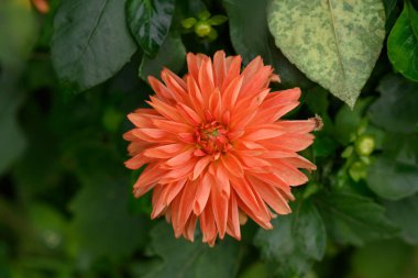 Yeşil yaprakların arasında portakal çiçeği. Sonbahar süs bahçesinde çiçekler. Yeşil yaprakların arka planında çiçek açan portakal dalları. Botanik bahçesinde parlak yapraklar ve taze yapraklar..