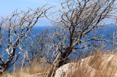 Vahşi Rhodes Sahili 2022 'de meslek