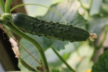 Taze salatalık - Yeni harwest