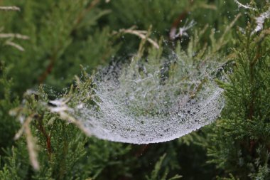 Örümcek ağları ve su damlacıkları
