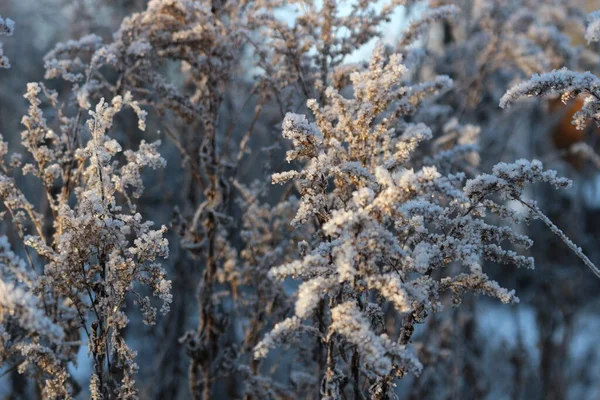 frost drawings on dry plants
