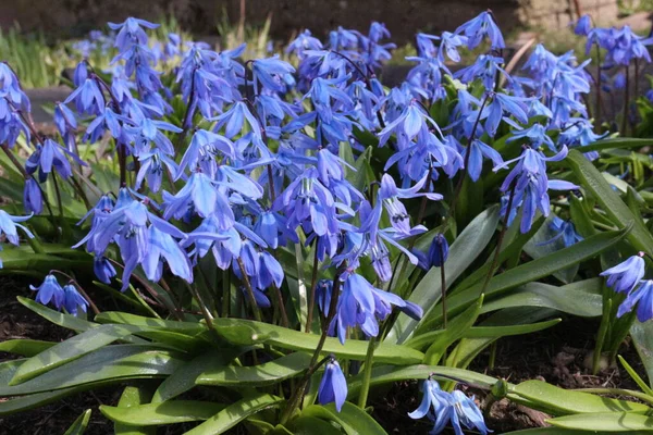 Mavi kardamlaları güneşli çayırlarda
