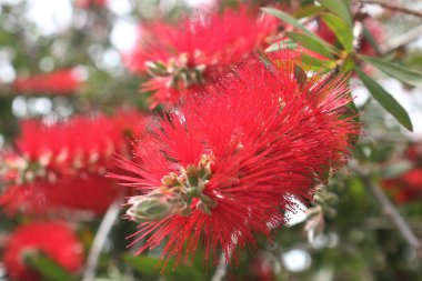 Sahilde kırmızı çiçekler Blanes şehri Spane