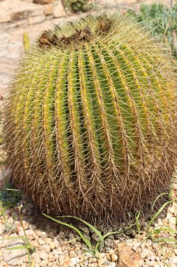 Jardi Botanik Marimurtra Spane 'de kaktüs.