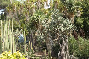Jardi Botanik Marimurtra Spane 'de sulanır.