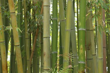 Jardi Botanik Marimurtra Spane 'de bambular.