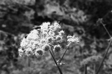 Plitvice 'deki flora Hırvatistan' daki monohroma gölünü süslüyor