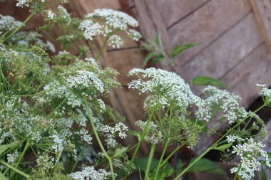Yaz öğleden sonra bahçede beyaz çiçekler