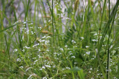 Çayırda yeşil çimenler