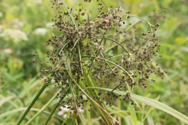 Güzel botanik fotoğrafı, doğal duvar kağıdı.