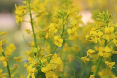 Sarı kanola çiçekleri tarlada