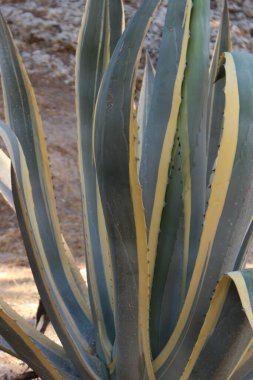 Uzun yapraklı bir kaktüse yaklaş.