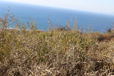 Güzel bir dikenli çalılığın yakınında Rhodes adası