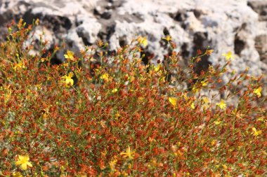 Yazın çiçekler ve taş kayalar
