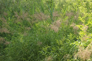 Güzel botanik fotoğrafı, doğal duvar kağıdı.