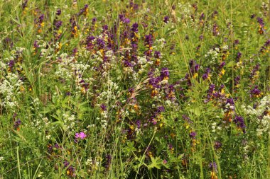 Yazın çiçek açan bir tarla.