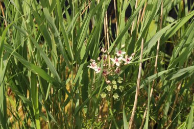 Çiçekler ve çimenler yaz çayırlarında