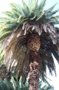 Palmiye yaprakları, bitki örtüsü ve yapraklar.