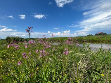 Çayırdaki güzel çiçekler