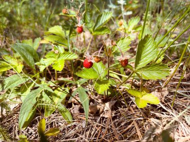 Çayırdaki yabani çilekler
