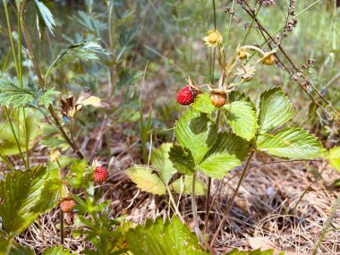 Çayırdaki yabani çilekler