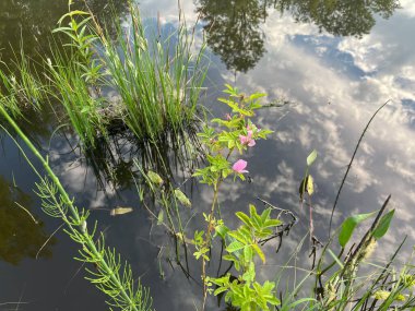 Göletteki güzel yansıma