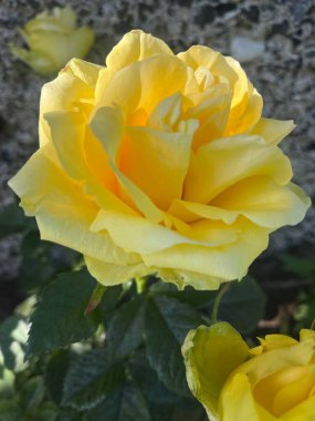 Güzel çift gül, çiçekli arkaplan