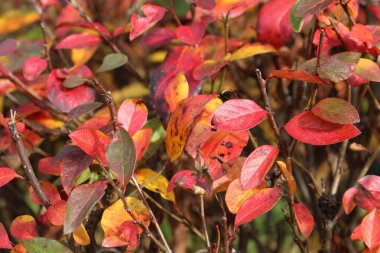Bahçede sonbahar yaprakları