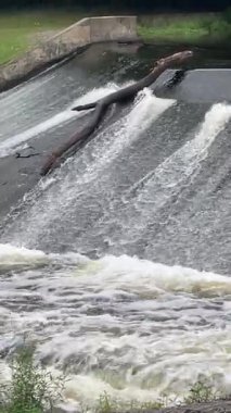 Devrilmiş ağaçla Şelale 'nin üzerinde su
