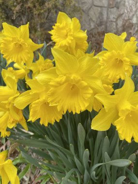 Bir grup çiçek açan sarı nergis - Narcissus pseudonarcissus # 9