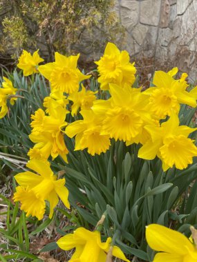 Bir grup çiçek açan sarı nergis - Narcissus pseudonarcissus # 7