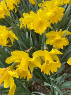 Bir grup çiçek açan sarı nergis - Narcissus pseudonarcissus # 3