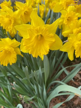 Bir grup çiçek açan sarı nergis - Narcissus pseudonarcissus # 2