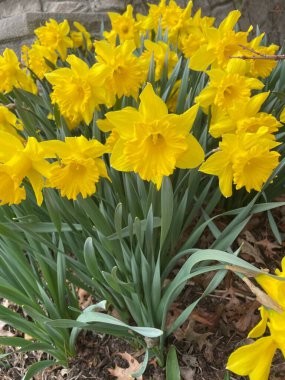 Bir grup çiçek açan sarı nergis - Narcissus pseudonarcissus # 1