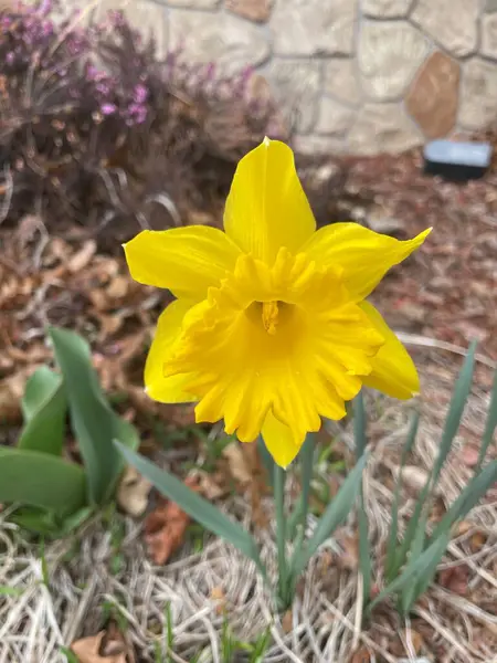 Bir grup çiçek açan sarı nergis - Narcissus pseudonarcissus # 11