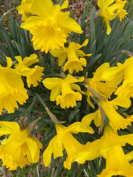 Bir grup çiçek açan sarı nergis - Narcissus pseudonarcissus # 10