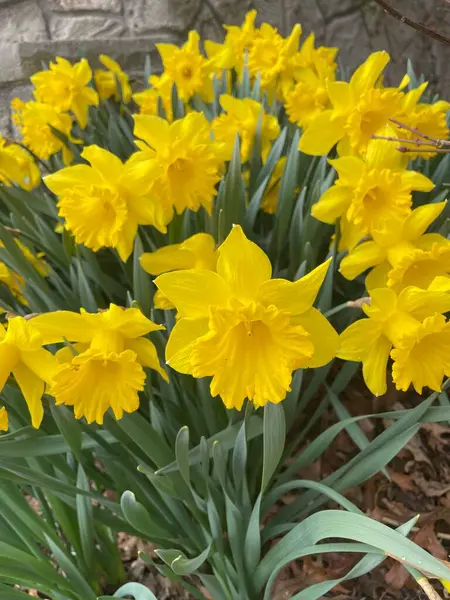 Bir grup çiçek açan sarı nergis - Narcissus pseudonarcissus # 4