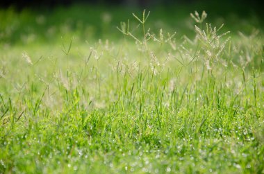 Bahçede güneşli bir yaz gününde taze yeşil çimen arka planı