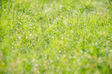 Bahçede güneşli bir yaz gününde taze yeşil çimen arka planı