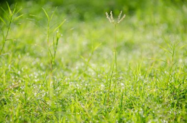 Bahçede güneşli bir yaz gününde taze yeşil çimen arka planı