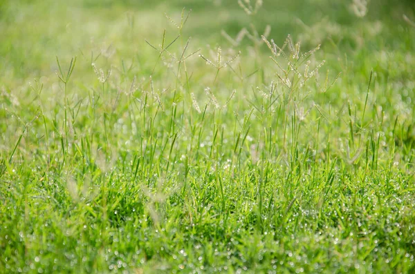Fresh green grass background in sunny summer day in the garden