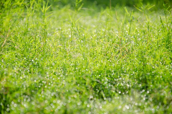 Fresh green grass background in sunny summer day in the garden