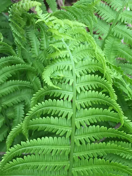 Canlı yeşil devekuşu eğreltiotu