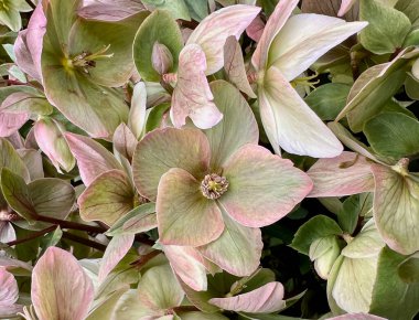 Bahar çiçekleri kümesi.