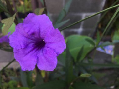 Ruellia tuberosa 'nın yakın plan görüntüsü, suya maruz kaldığında patlayabilen kuru kahverengi meyveleri olan mavi ya da mor bir çalıdır. Acanthaceae 'ye ait çiçek açan bitki türleri..