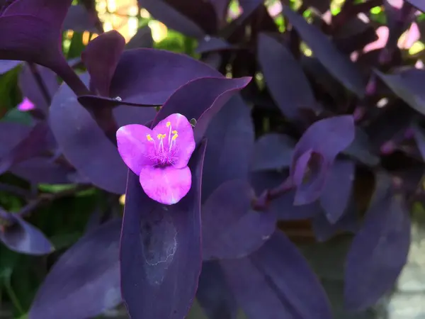 Tradescantia pallida çiçeğinin yakından çekilmiş fotoğrafı, parlak mor oval yapraklı, yaprağın tüm kenarları ve yaprağın ucu mor renktedir..